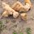 Chickens 4 thumbnail
