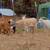 4 Nigerian Dwarf Does 7 thumbnail