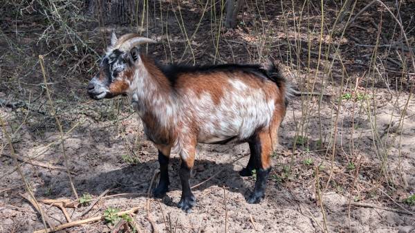goat 1
