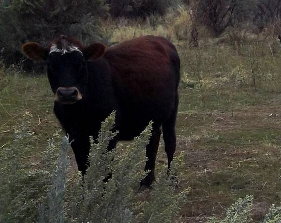 Coming 2 yr old heifer to calv in the spring 1