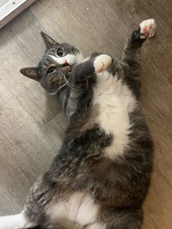Cat for Adoption. (Scranton)64579666169217124