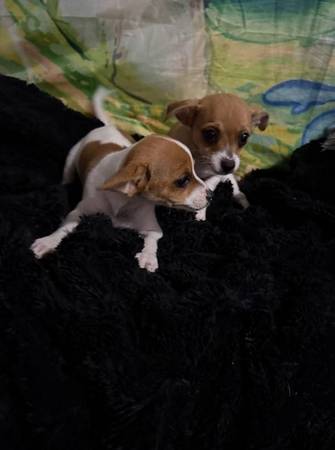 Hermosos cachorros de Chihuahua63885716757507120