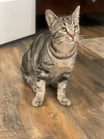 Missing Grey And Black Female Cat - Valley (Dishman Mica & 32nd)63970072625283120