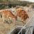 Calves for sale 2 thumbnail