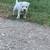 Solid White Male Bully Puppies Available. 4 thumbnail