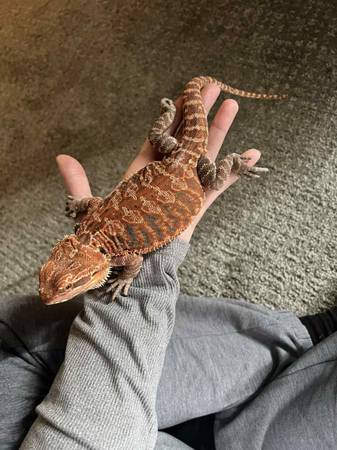 Rehoming my bearded dragon (Aurora)63844234500481121