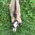 Lamancha doeling goat 6 thumbnail
