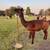 Llamas for sale 4 thumbnail