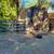 Equestrian Boarding 8 thumbnail