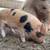 Kunekune Piglets 7 thumbnail