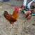 Chickens & Roosters 3 thumbnail