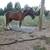 Registered Shetland Gelding 3 thumbnail