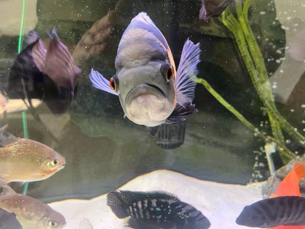 Fresh water fish rehoming (Brush Prairie)63842372507779120