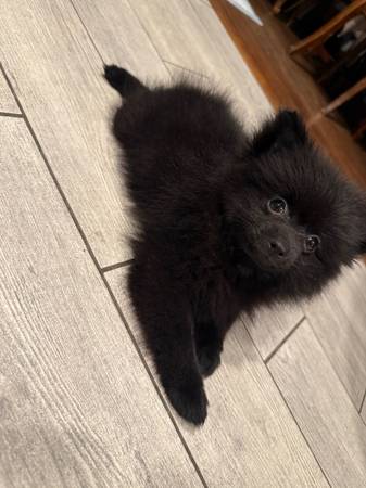 Pomeranian for sale 1