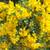 BALLED AND BURLAP EVERGREENS- ARBORVITAES- SHADE TREES AND MORE (SALE) 10 thumbnail