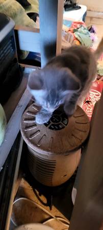 Four playful male kittens 10 wks (Bremerton)63858404974979123