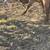 Red Boer buck 3 thumbnail