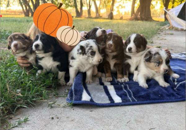 Border Collie Pups 1