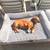 Three very nice pet beds.  Two large and one medium 1 thumbnail