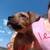 Boxer mix pups 1 thumbnail
