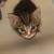 Seeking loving homes for 3 rescued kittens 3 thumbnail