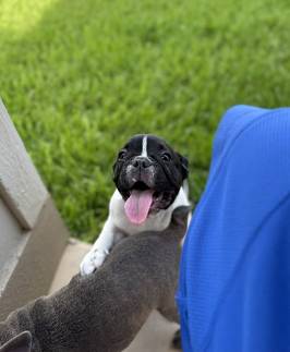 Rehoming pups friendly 1