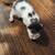 Kittens 1 thumbnail