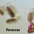 Bio Active Clean up Crew - Isopods and Springtails 13 thumbnail