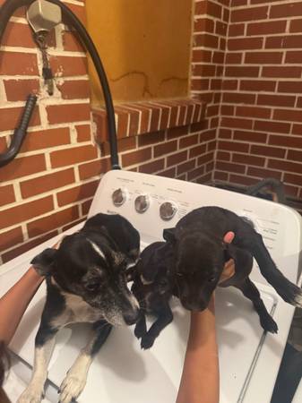 Rehomimg 5 chihuahua puppies (Decatur)63660366687361124