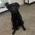 Re-homing 8 month black lab mix 1 thumbnail