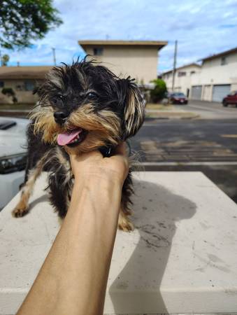 Yorkie 1