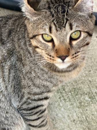 Gatito Highlander573306110372096002