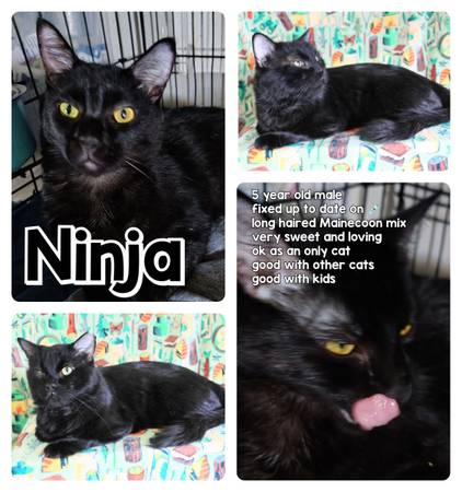 Adult Mainecoon mix male 1