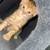 Kittens 3 thumbnail