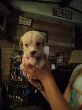 Small breed puppys (Plattsburgh)63928060466178120