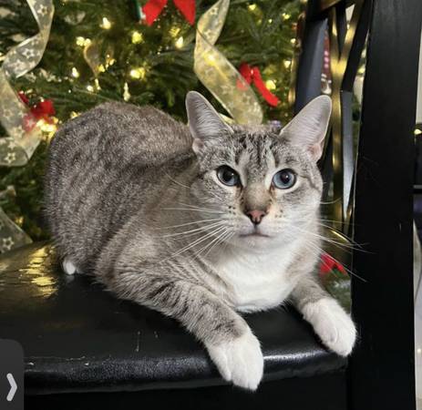 REWARD - MISSING CAT (Cypress Meadows)64306209232002120