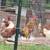 Laying hens 12 thumbnail
