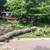 Alex landscaping and tree  services free quote 3 thumbnail