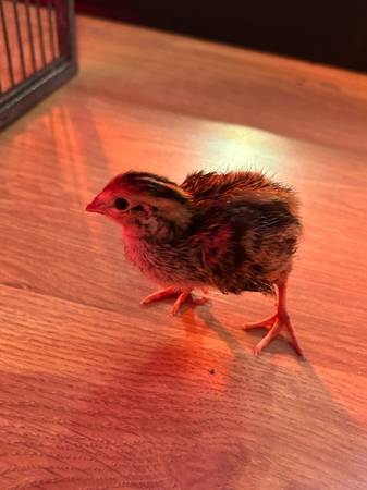 Coturnix Quail 1