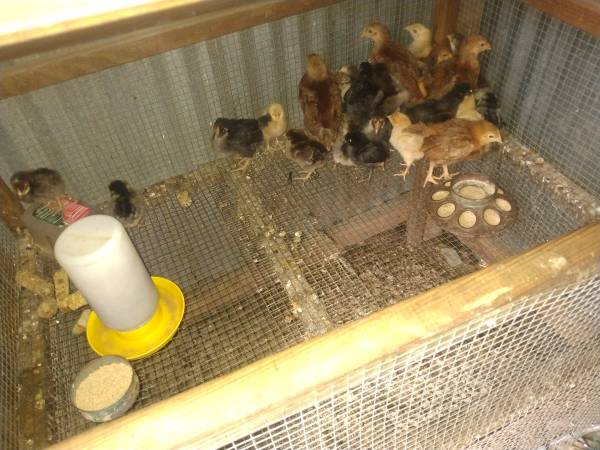 30 chicken pullets 1