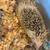 Young hedgehog for sale 7 thumbnail