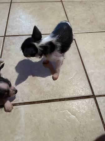 Chorkie64005647723906121