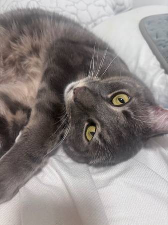 Gato macho atigrado de 4 años