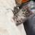Mixed MC Kittens 6 thumbnail