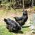 Americana and Olive Egger ROOSTERS Chickens 4 thumbnail