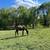 Farm and Garden - Horses for Sale 4 thumbnail