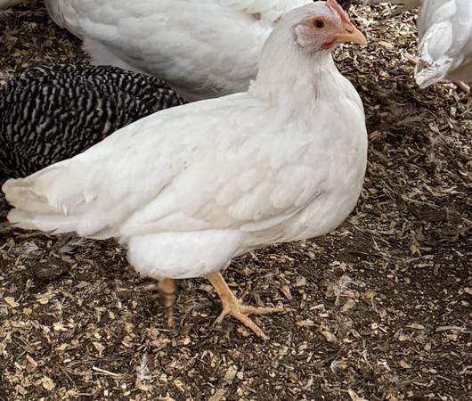 Hens ready to lay soon 1