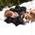 Dachshund Puppies 3 thumbnail