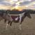 3/4 Arabian pinto mare 8 thumbnail