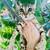 Savannah kittens 1 thumbnail